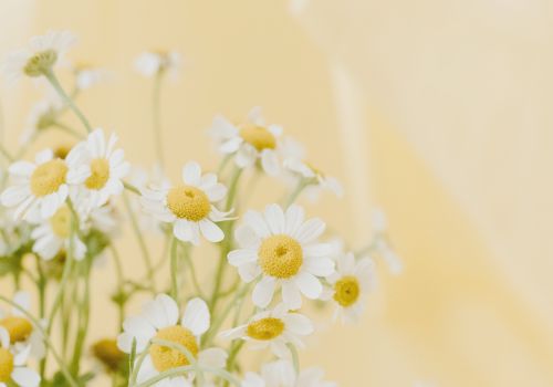 Identité-visuelle-stratégique-éco-conçue Bouquet de marguerites sur fond jaune pâle
