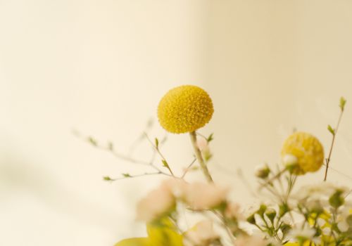 Illustration-personnalisée-Hautes-Alpes Bouton de fleurs jaune en bouquet